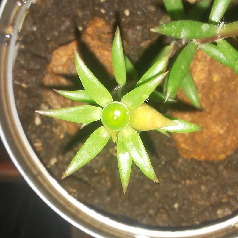 Redstem Purslane photo 3