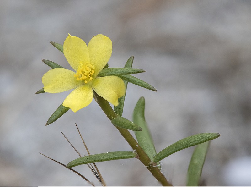 Redstem Purslane