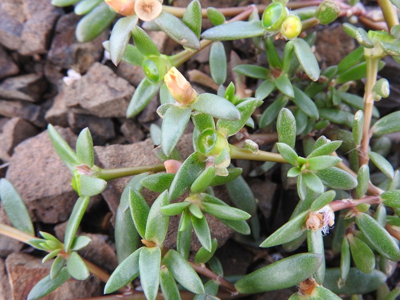 Redstem Purslane photo 2