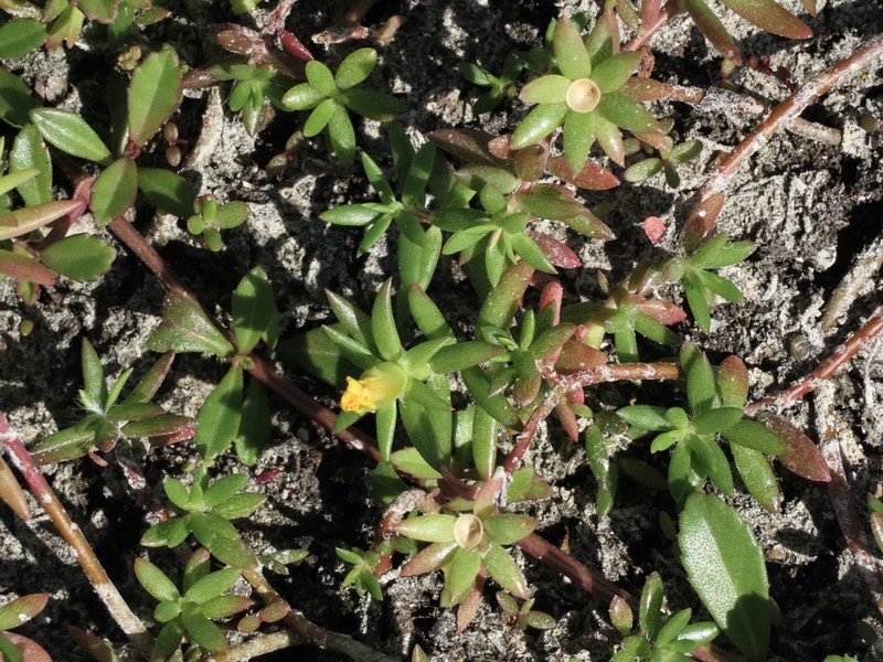 Redstem Purslane photo 3