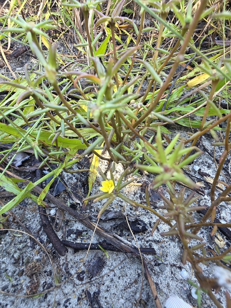 Redstem Purslane photo 4