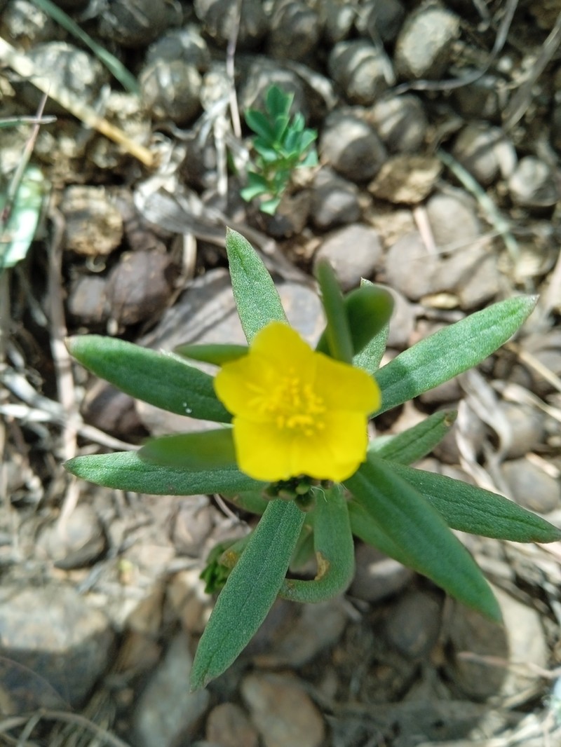 Redstem Purslane photo 5