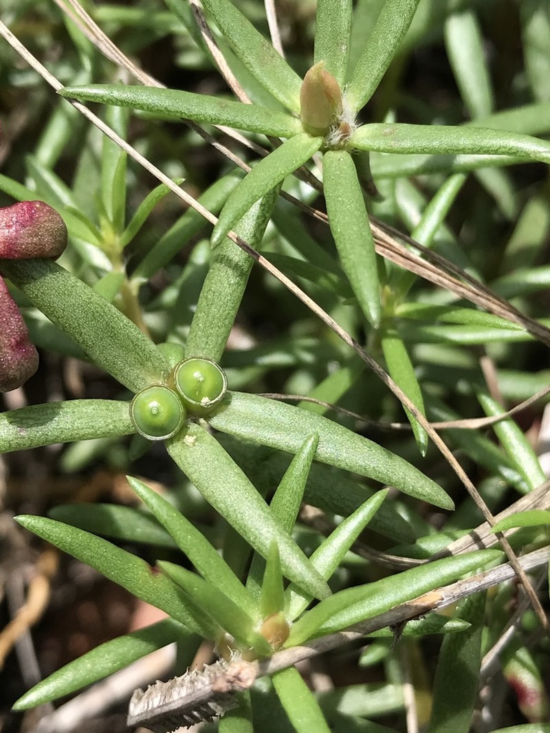 Redstem Purslane photo 6