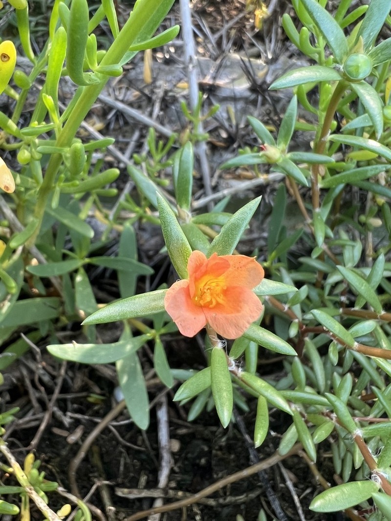 Redstem Purslane photo 7