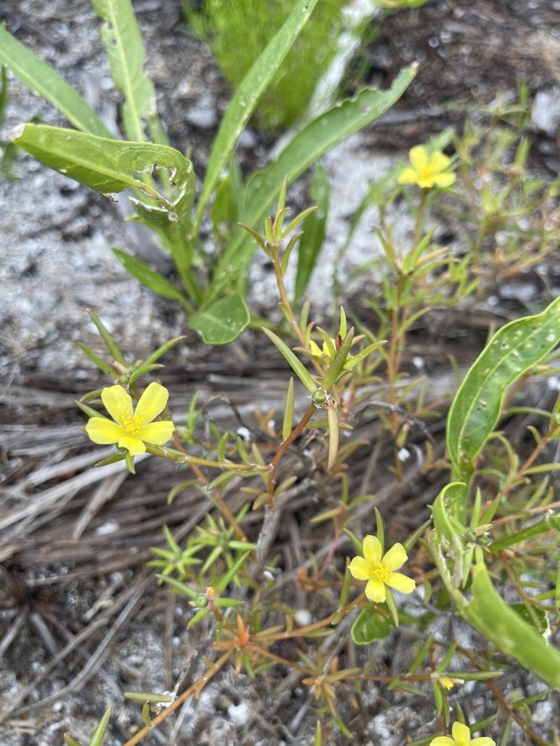 Redstem Purslane photo 8