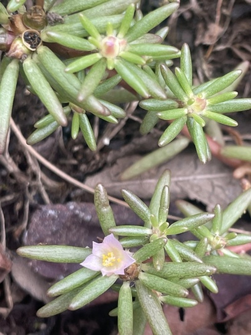 Small's Purslane