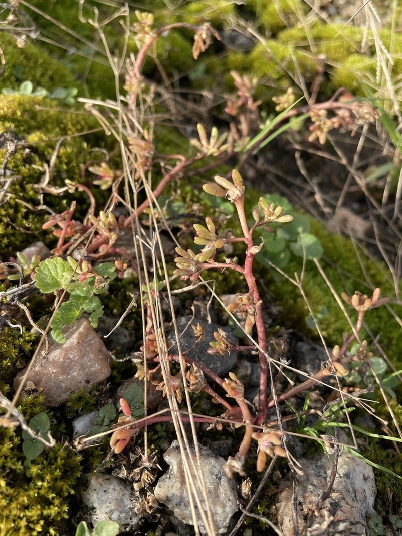 Small's Purslane photo 2