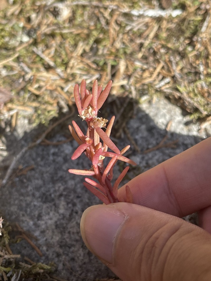 Small's Purslane photo 4