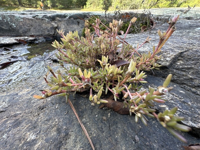 Small's Purslane photo 5