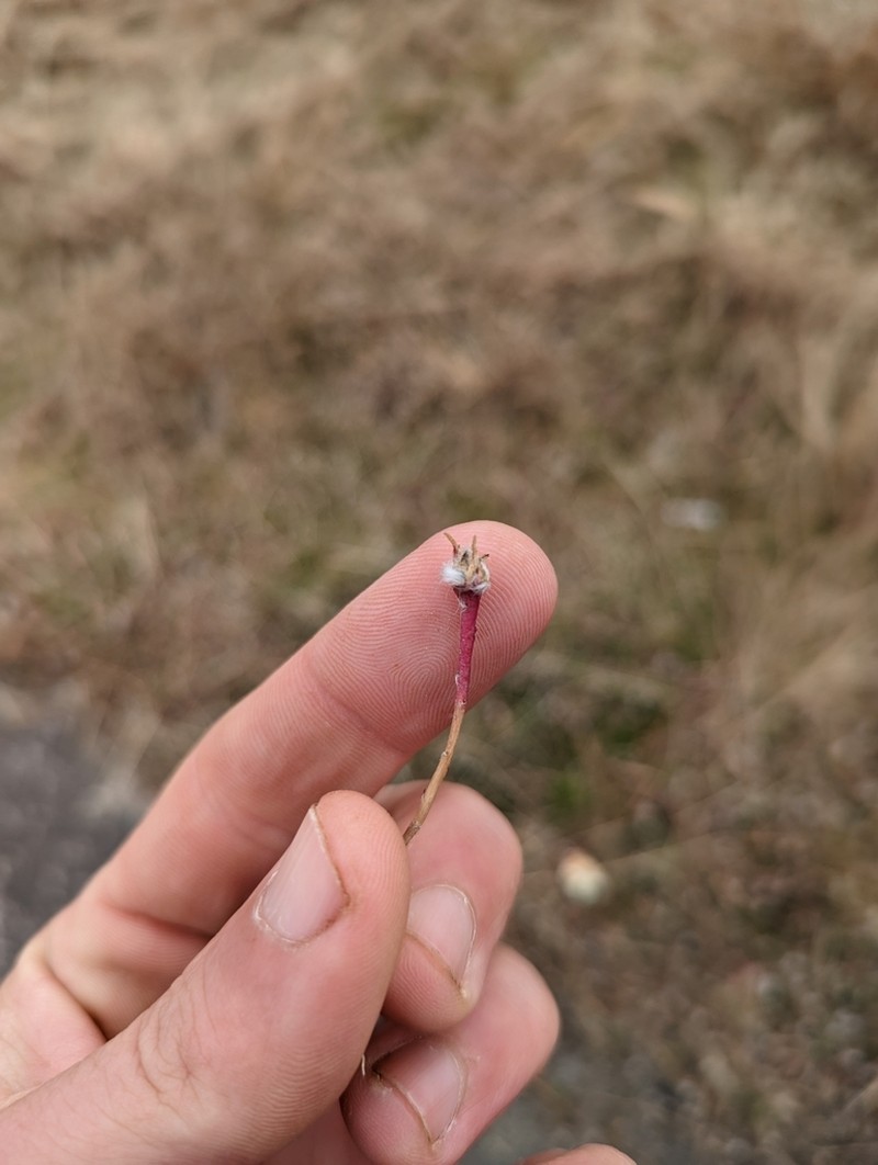 Small's Purslane photo 6