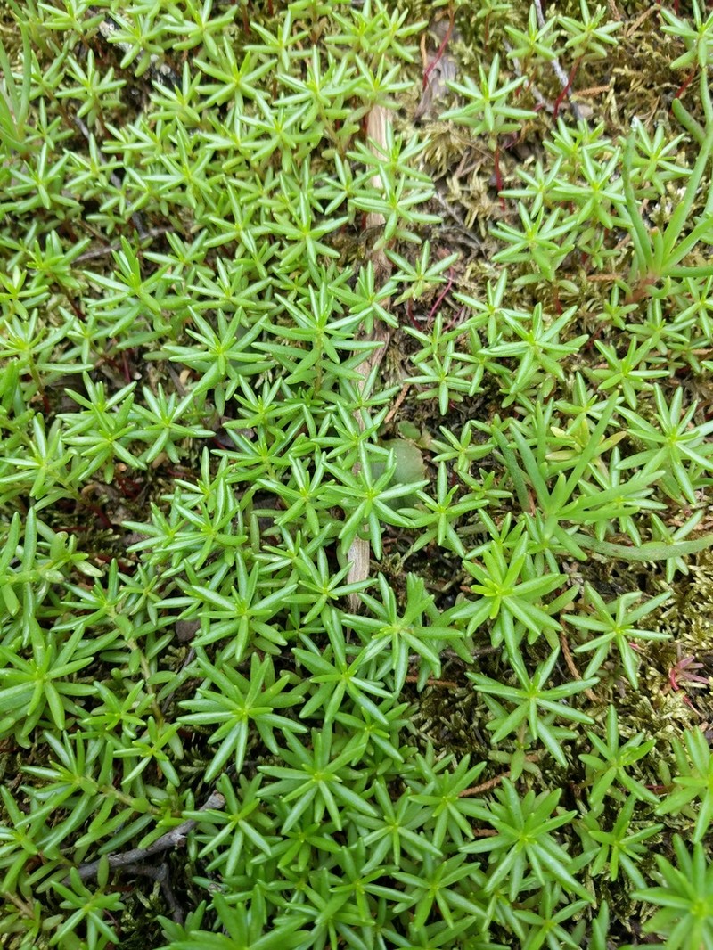 Small's Purslane photo 7