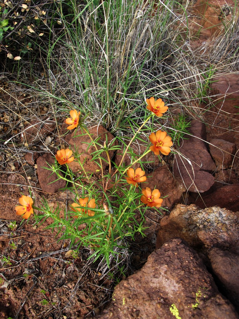 Shrubby Purslane photo 2