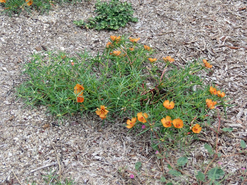 Shrubby Purslane photo 3