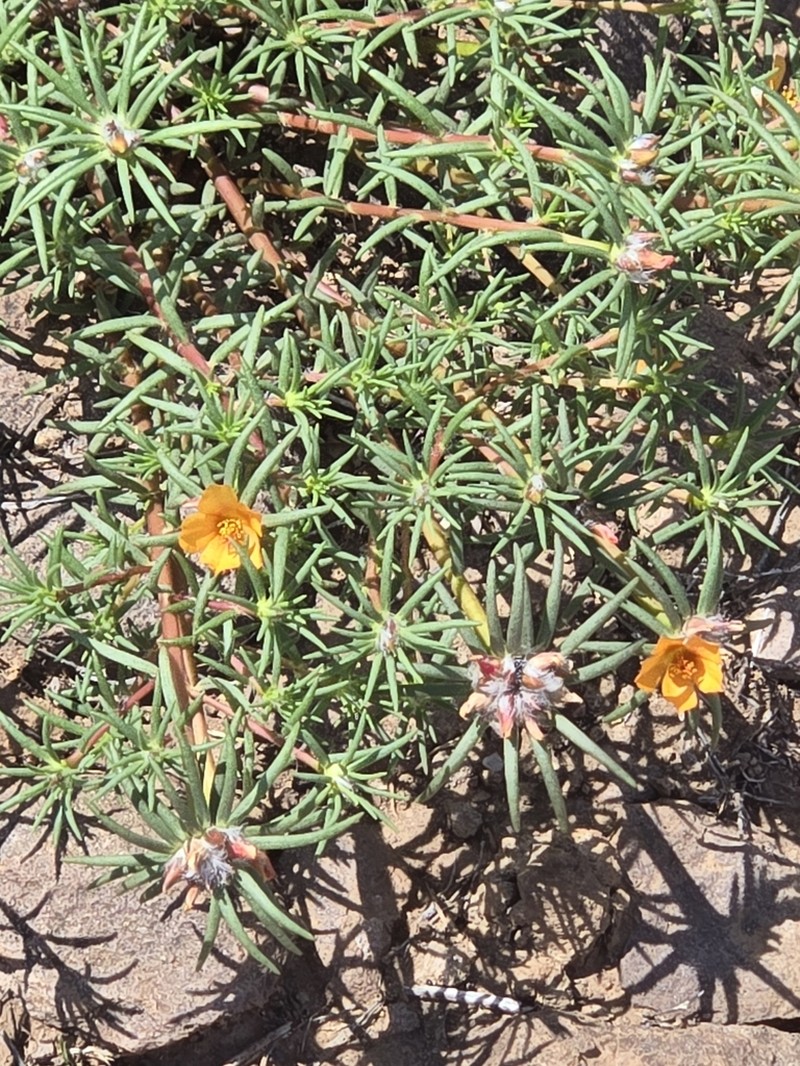 Shrubby Purslane photo 4