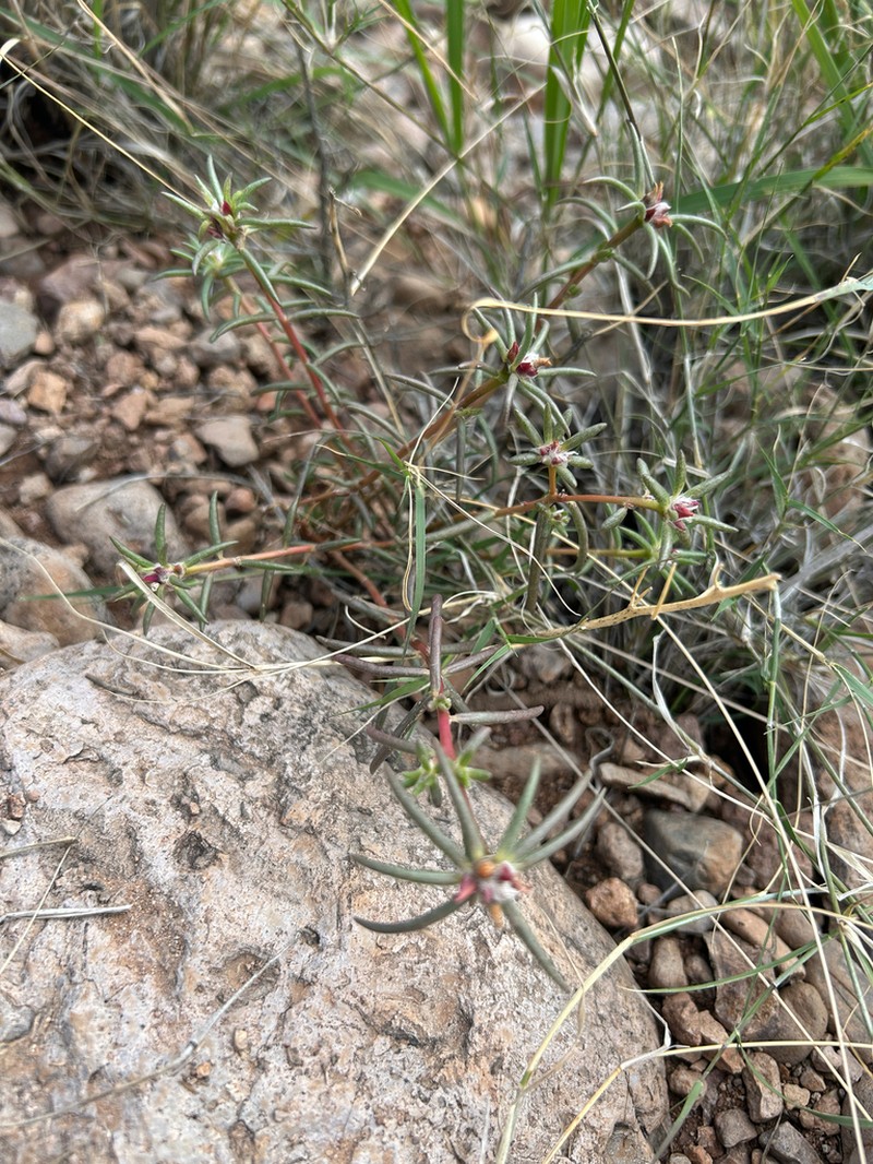 Shrubby Purslane photo 5