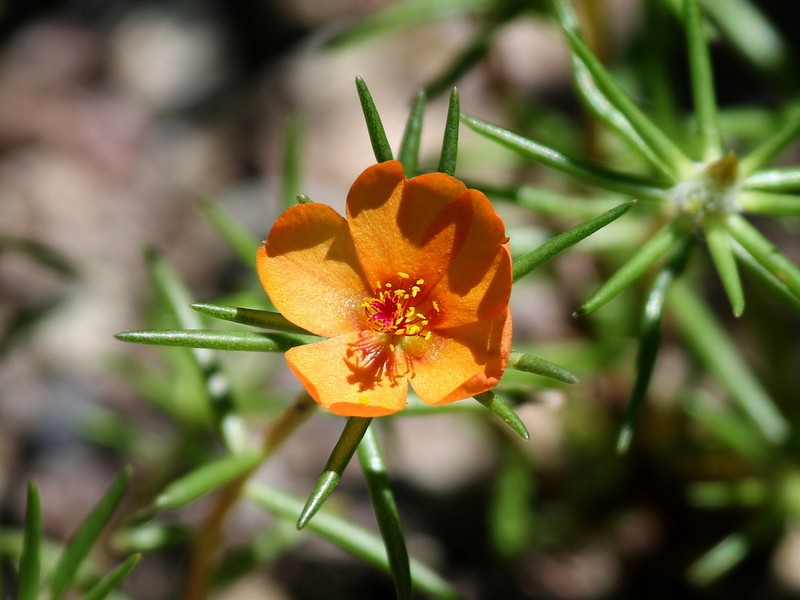Shrubby Purslane photo 6