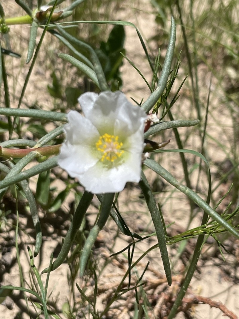 Shrubby Purslane photo 7