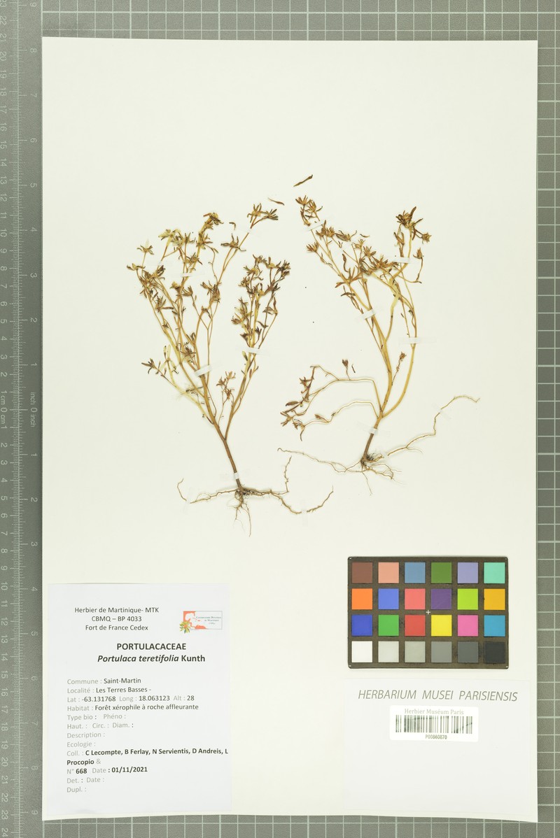 Roundleaf Purslane