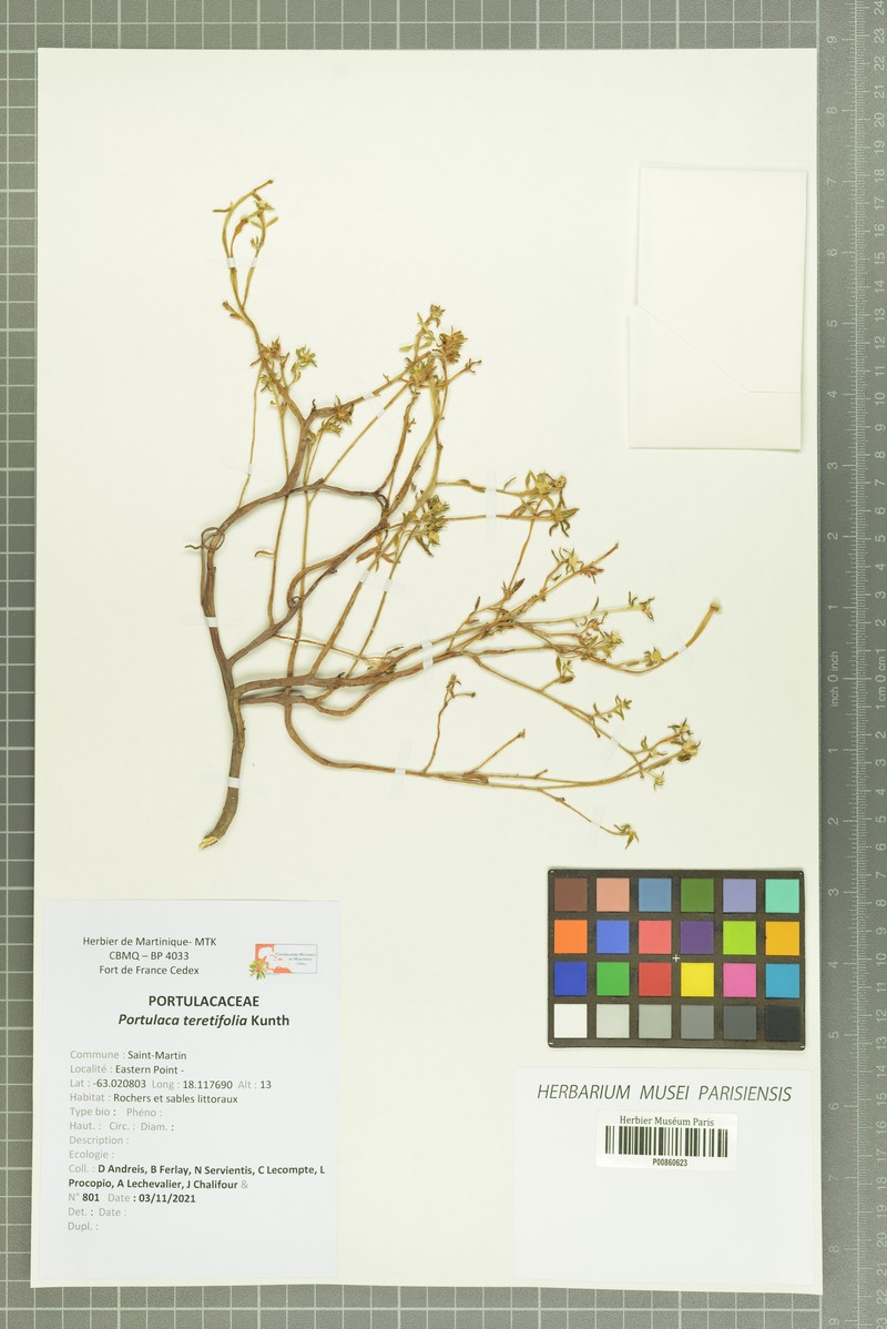 Roundleaf Purslane photo 2