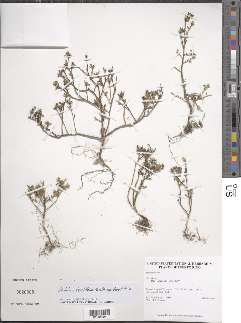 Roundleaf Purslane photo 3