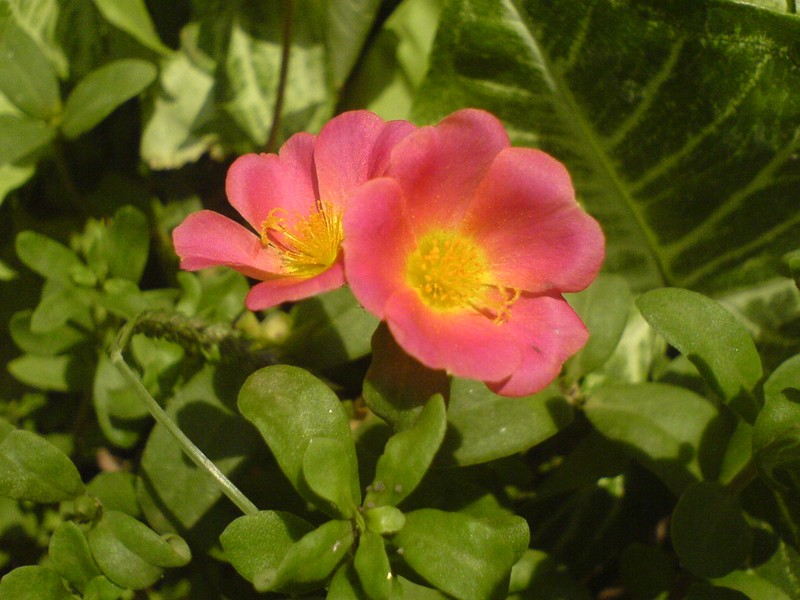 Wingpod Purslane