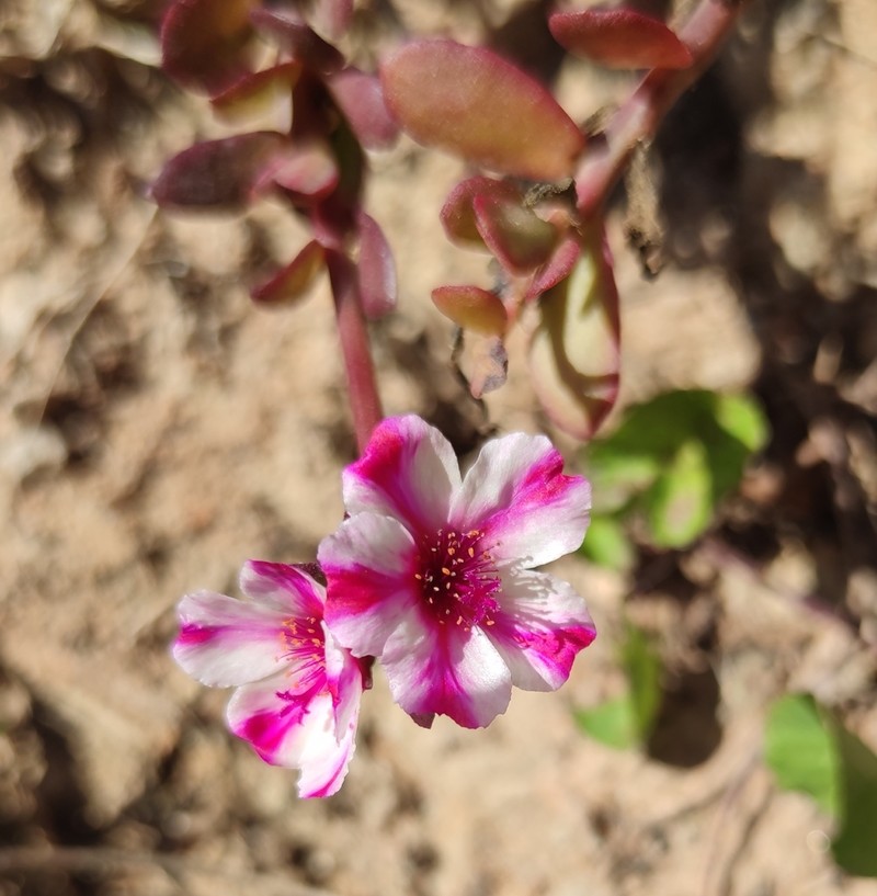 Wingpod Purslane photo 2