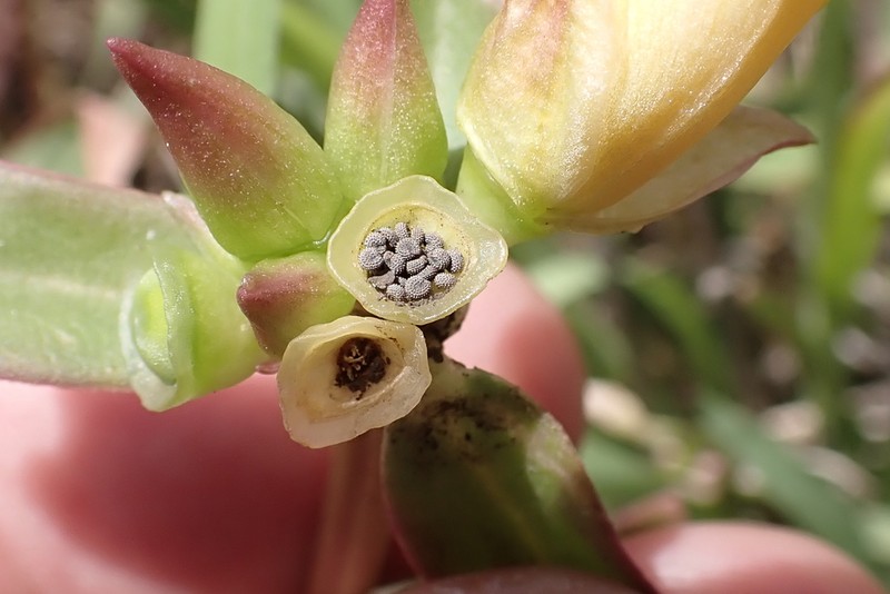 Wingpod Purslane photo 3