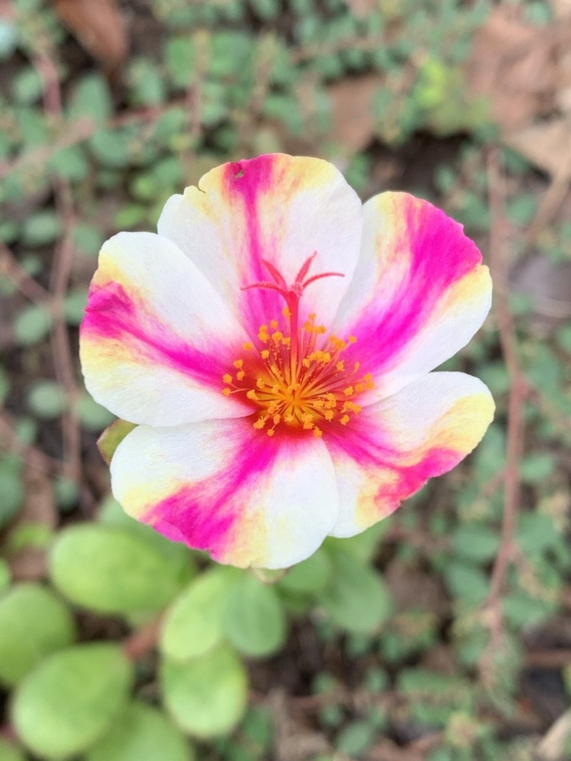 Wingpod Purslane photo 4