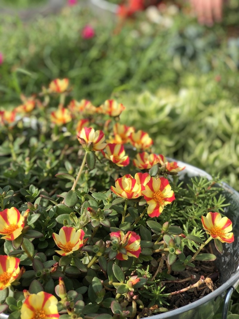 Wingpod Purslane photo 5