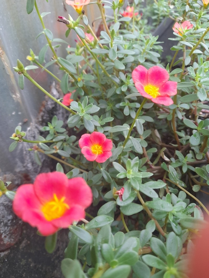Wingpod Purslane photo 6