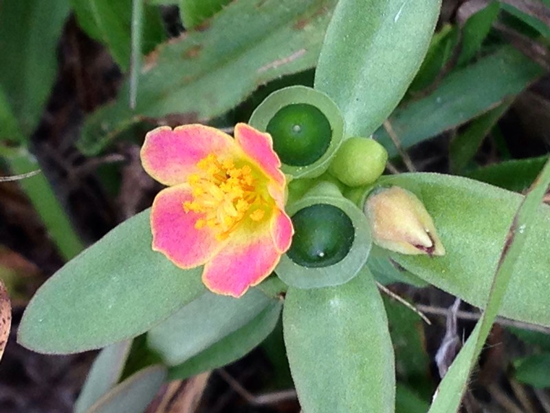 Wingpod Purslane photo 7