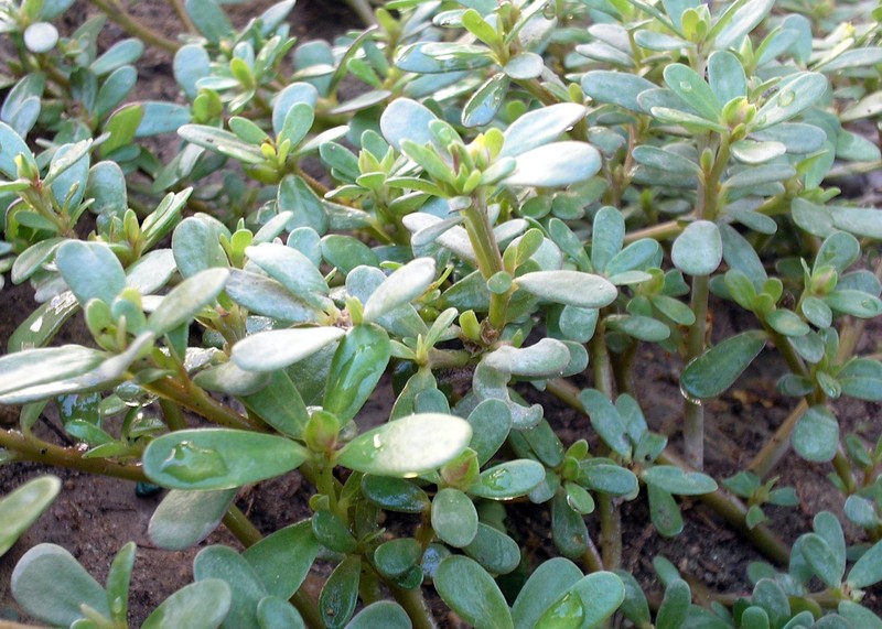 Hairy Purslane photo 2