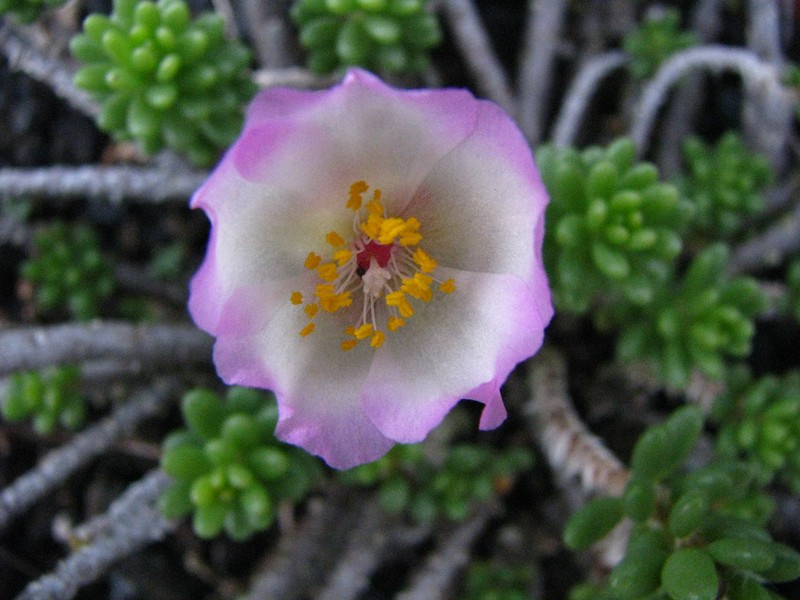Hairy Purslane photo 3