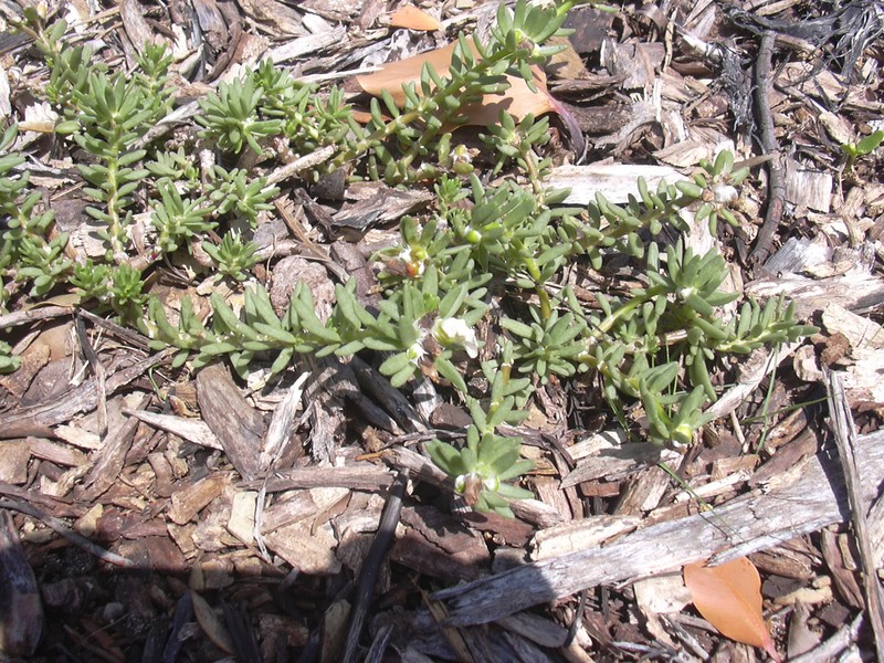 Hairy Purslane photo 4