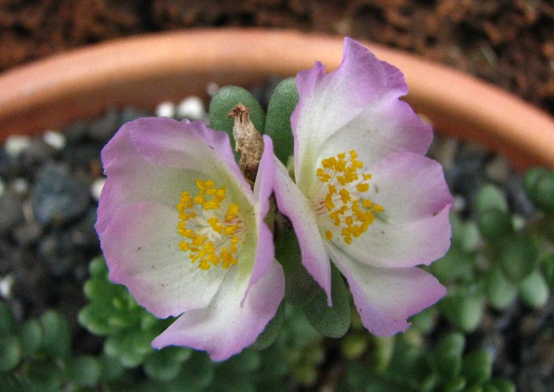 Hairy Purslane photo 5
