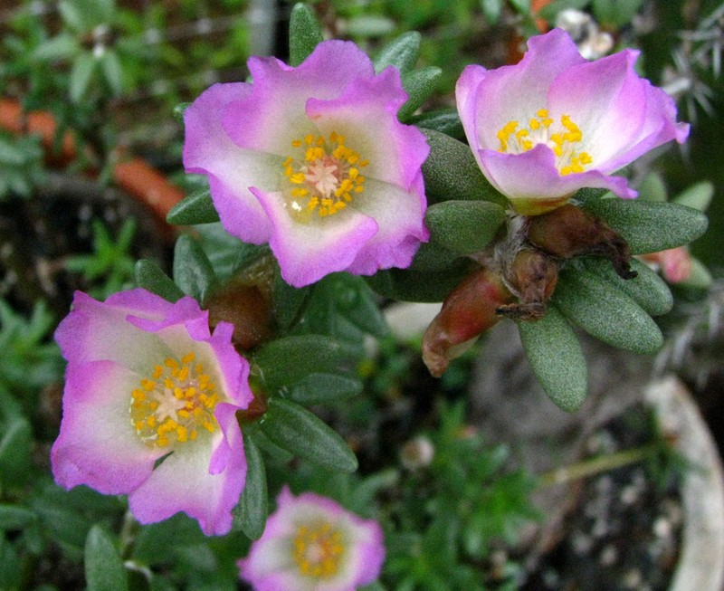 Hairy Purslane photo 6