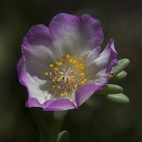 Hairy Purslane