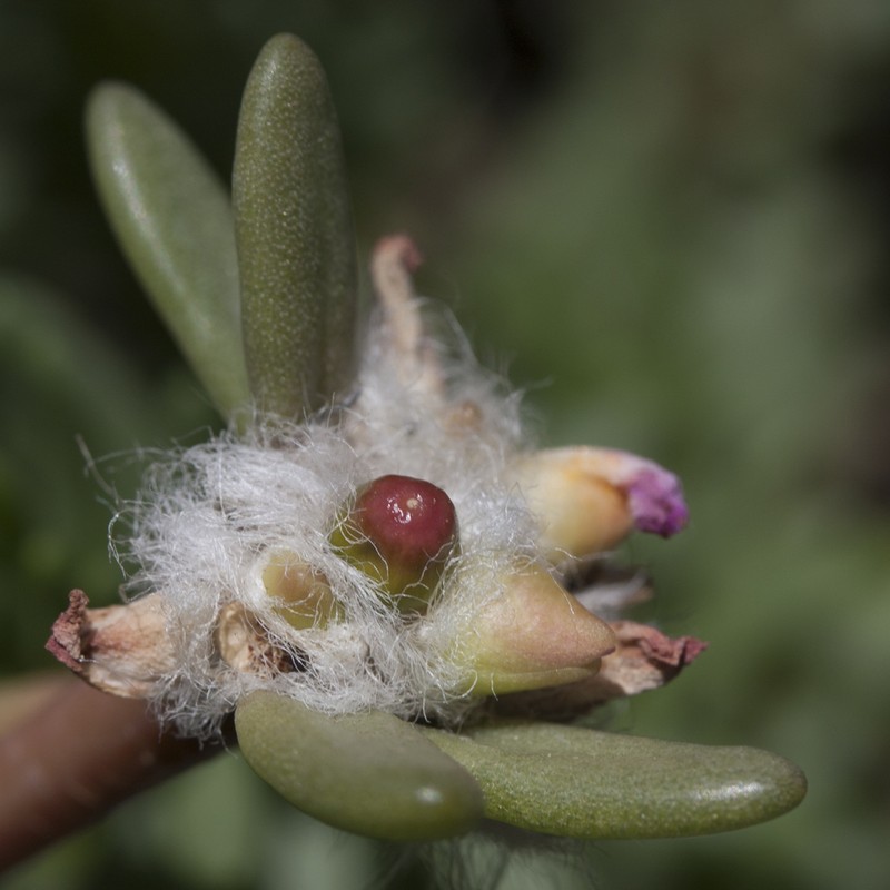 Hairy Purslane photo 2