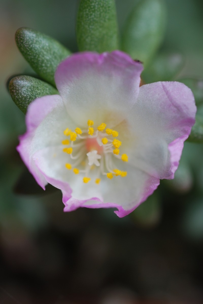 Hairy Purslane photo 3