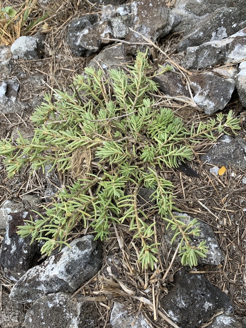 Hairy Purslane photo 4