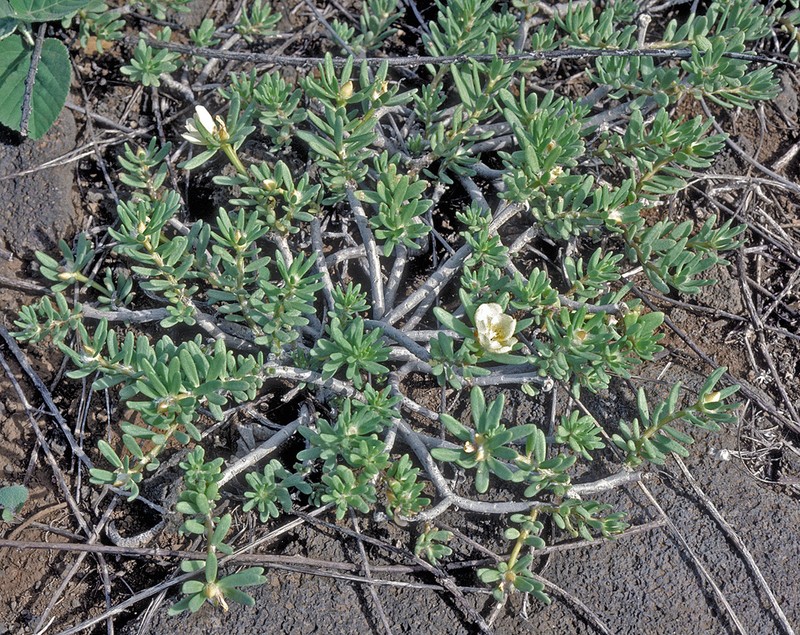 Hairy Purslane photo 5