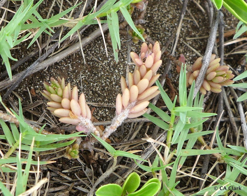 Hairy Purslane photo 6