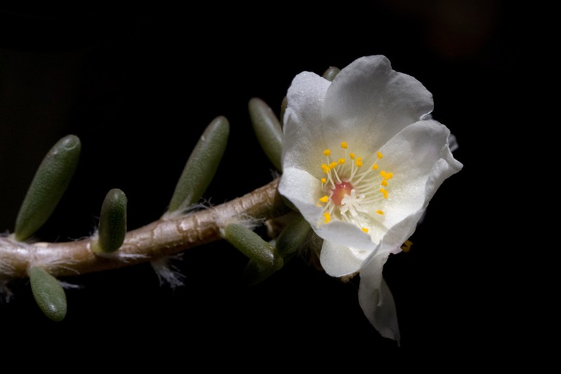 Hairy Purslane photo 7