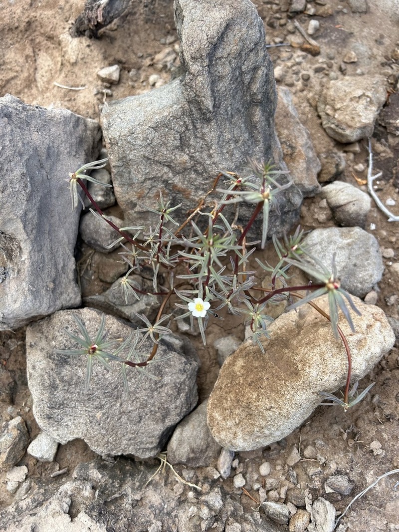 Hairy Purslane photo 8