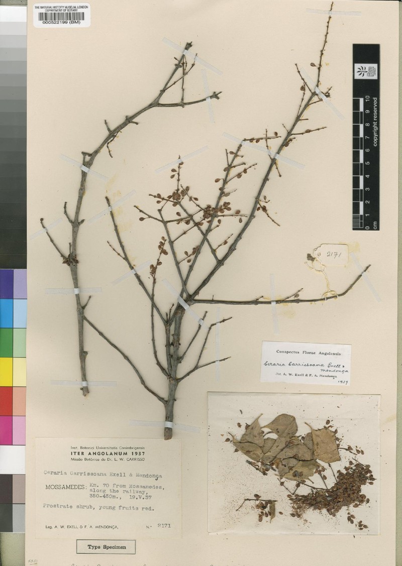 Portulacaria carrissoana