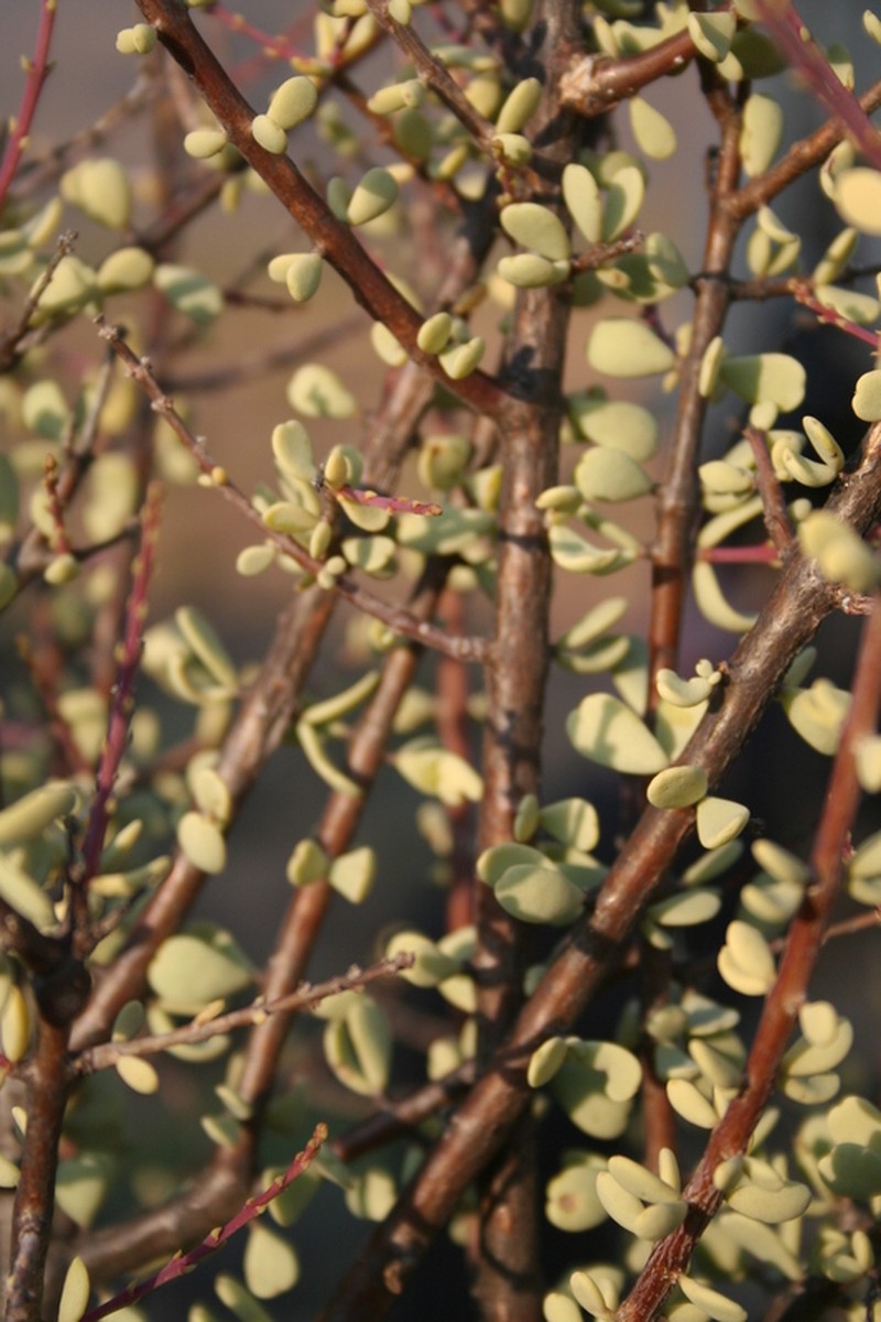 Portulacaria fruticulosa