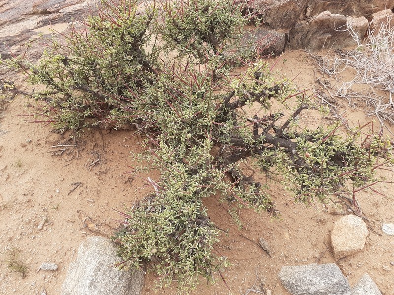 Portulacaria fruticulosa photo 3