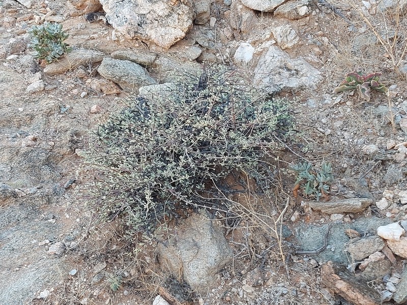 Portulacaria fruticulosa photo 4