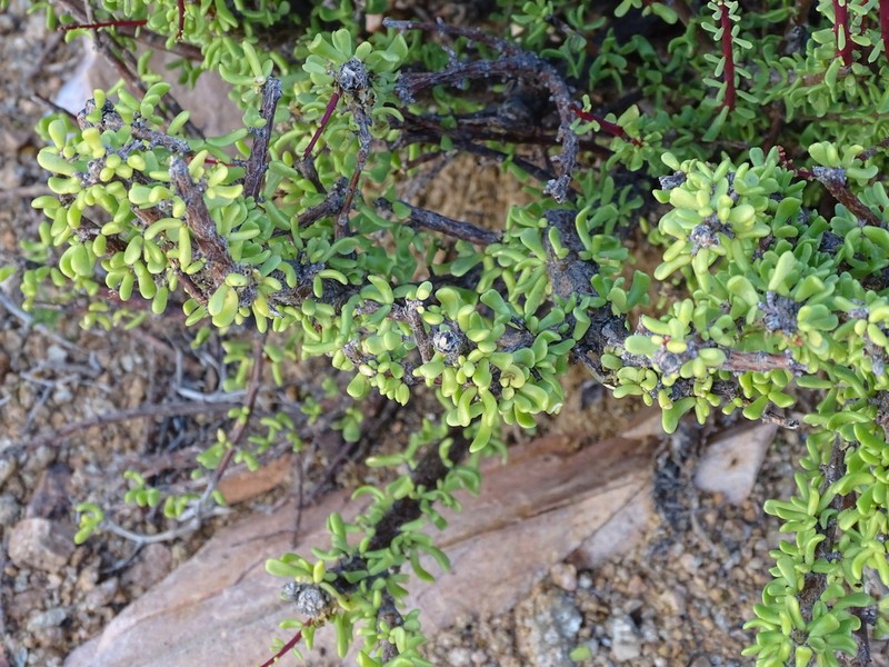 Portulacaria fruticulosa photo 6