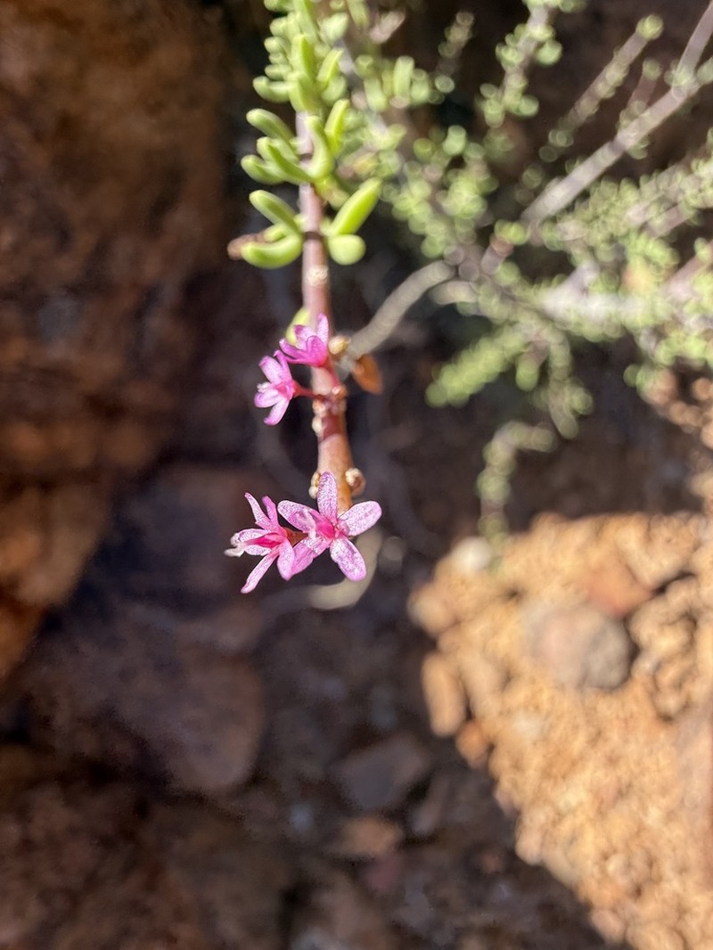 Portulacaria fruticulosa photo 8